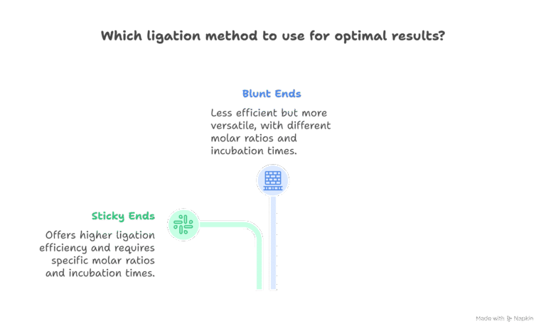 Ligation Calculator — Optimal Vector/Insert Molar Ratios & Cloning